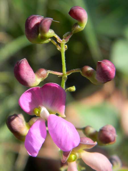 Sta. Rita Mountain Bean, Phaseolus ritensis, copy; by Michael Plagens