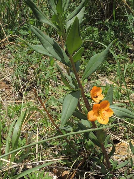 Orange Flame-flower, Phemeranthus aurantiacus, photo © by Michael Plagens