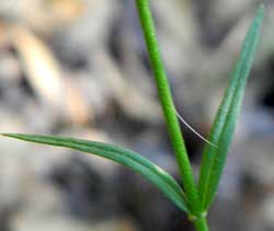 leaves of Phlox longifolia
