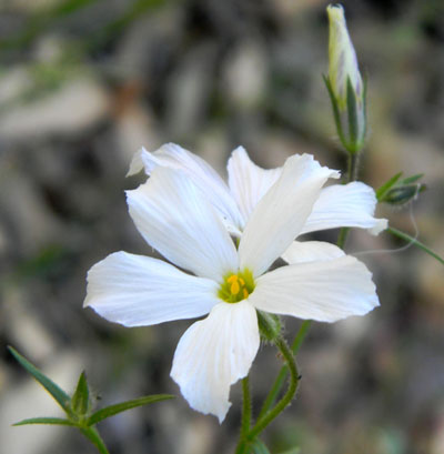 Long-leaf Phlox, Phlox longifolia, © by Michael Plagens