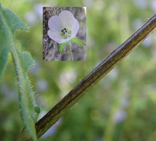 close up of stem with hooked hairs of Pholistoma auritum, a composite of photographs by Mike Plagens and Laurie Nessle