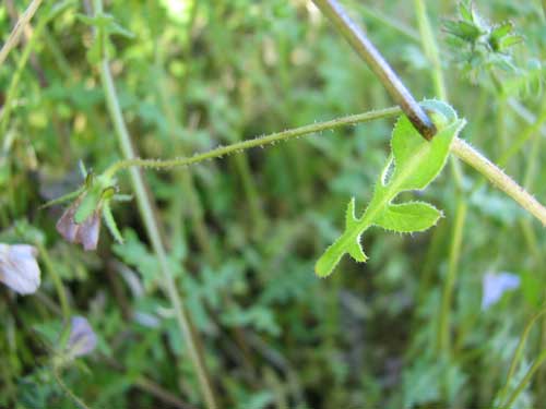 Pholistoma auritum photo © by Laurie Nessle