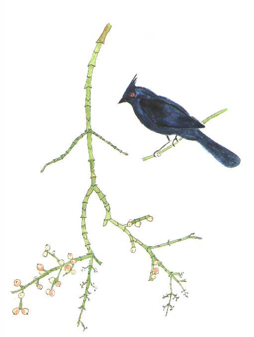 Phoradendron californicum and Phainopepla nitens watercolor © by Michael Plagens