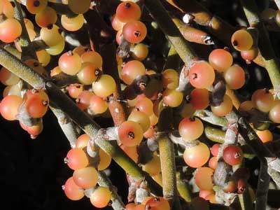 Phoradendron californicum berries © Mike Plagens