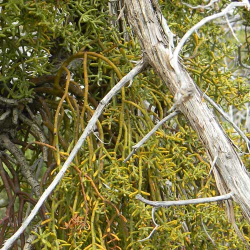 Juniper Mistletoe, Phoradendron juniperinum, © by Michael Plagens