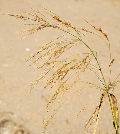 Arundo donax inflorescence photo © by Michael Plagens