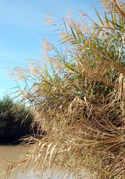 Common Reed, Phragmites, photo © by Mike Plagens