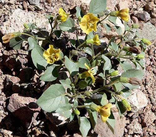 Physalis crassifolia Photo by Stan Shebs