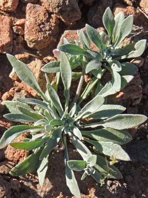 Physaria tenella, photo © by Michael Plagens