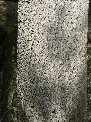 bole and bark of Limber Pine, Pinus flexilis, photo © by Mike Plagens