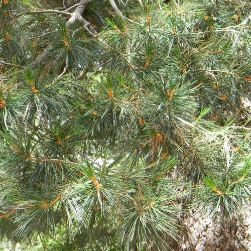 Limber Pine, Pinus flexilis, photo © by Mike Plagens