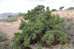 habitat of Single-leaf Pinyon, Pinus monophylla, photo © by Mike Plagens