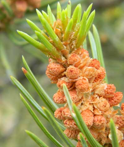 male cones of Pinus monophylla