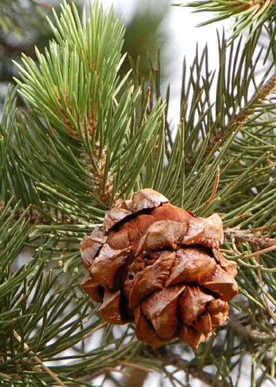 Single-leaf Pinyon, Pinus monophylla, photo © by Mike Plagens