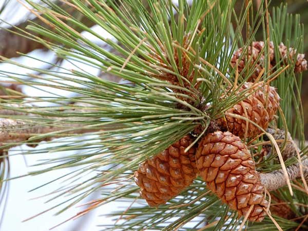 Ponderosa Pine, Pinus ponderosa, photo © by Mike Plagens