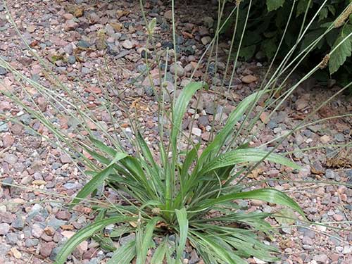 Narrow-leaf Plantain, Plantago lanceolata, photo © by Mike Plagens