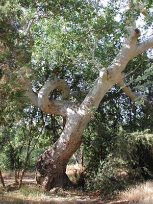 Arizona Sycamore, Platanus wrightii, © by Michael J. Plagens