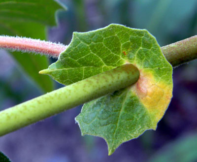 View of leaf petiole and the fused stipules that encircle the stem. Arizona Sycamore, Platanus wrightii, © by Michael J. Plagens