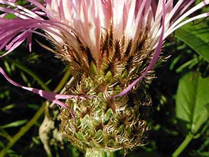 Involucre of Plectocephalus rothrockii, photo © by Michael Plagens