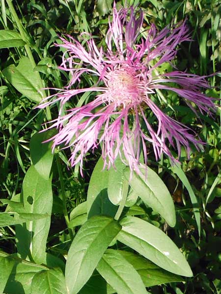 Rothrock's Knapweed, Plectocephalus rothrockii, photo © by Michael Plagens