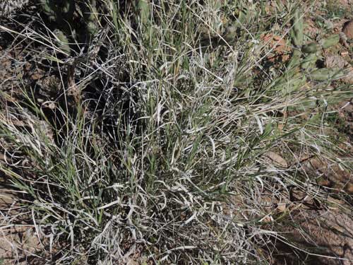 Tobosa Grass, Pleuraphis mutica, image © by Michael Plagens