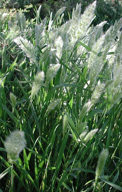 photo of rabbitfoot grass, Polypogon monspeliensis, © by Michael Plagens