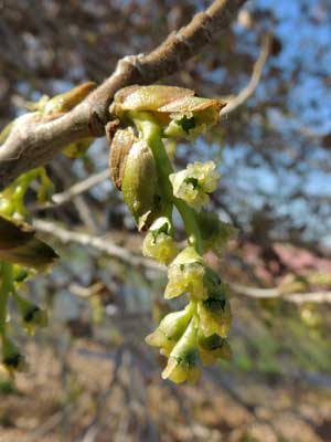 flowers in catkins of Populus fremontii