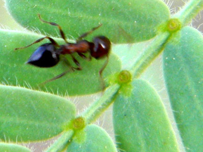 A Crematogaster Ant checks for sustenance in extra-floral nectaries on leaves of Prosopis velutina photo © by Michael Plagens