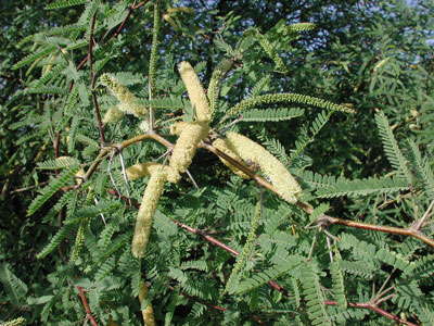 Velvet Mesquite, Prosopis velutina, photo © by Michael Plagens