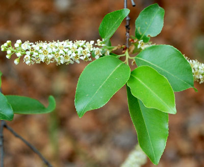 Choke Cherry, Prunus virginianum, photo © by Michael Plagens