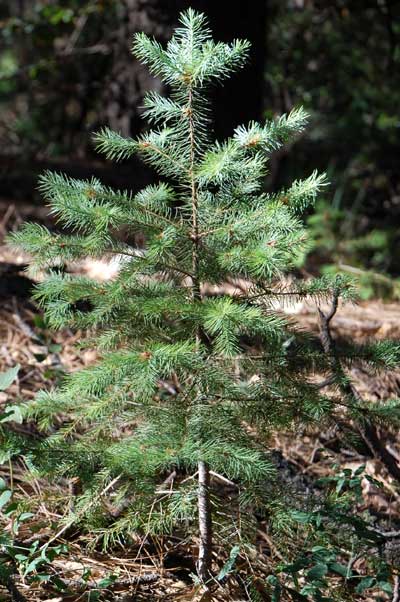 Douglas Fir, Pseudotsuga menziesii, photo © by Mike Plagens