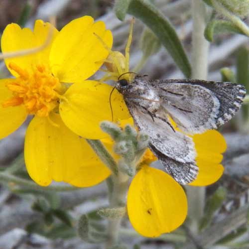 a moth taken by a crab spider at a inflorescence of Psilostrophe