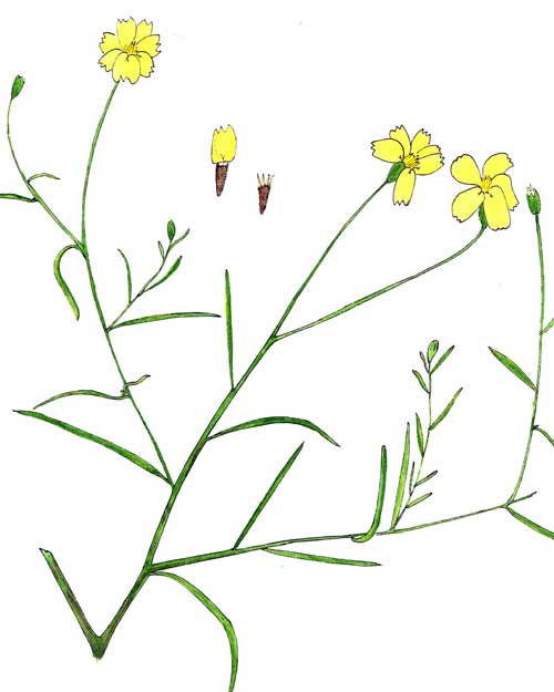 Watercolor illustration of paper Flower, Psilostrophe cooperi, copyright by Michael Plagens