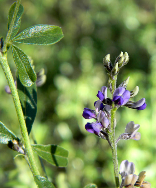 Slim-flower Scurf-Pea, Psoralidium tenuiflorum, photo © by Mike Plagens