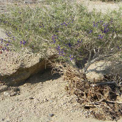 Psorothamnus fremontii, photo © by Michael Plagens