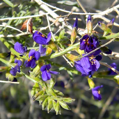 Psorothamnus fremontii, photo © by Michael Plagens