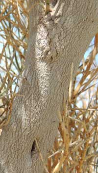 detail of the trunk and bark, Smokethorn, Psorothamnus spinosus, photo © by Michael Plagens