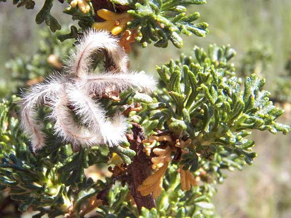 Mexican Cliff Rose, Purshia mexicana, © by Michael Plagens