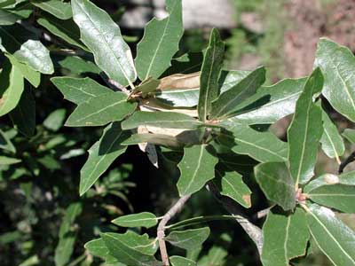 Quercus emoryi photo © by Michael Plagens