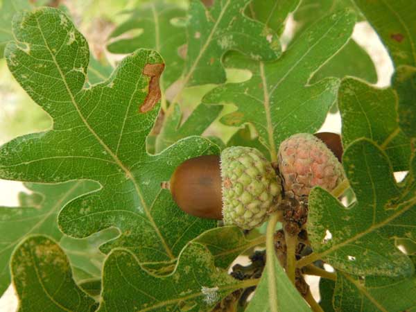 Gambel's Oak, Quercus gambelii, photo © by Mike Plagens