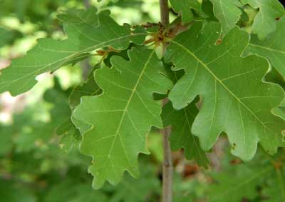 Quercus gambelii photo © by Mike Plagens