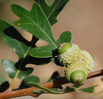 Quercus gambelii photo © by Mike Plagens