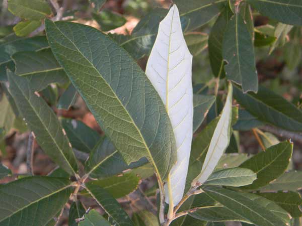 Silver-leaf Oak, Quercus hypoleucoides, © by Michael Plagens