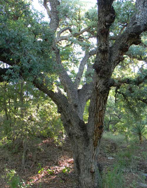 Mexican Blue Oak, Quercus oblongifolia, © by Michael Plagens