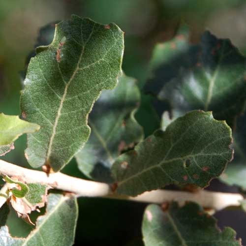 Net-leaf Oak, Quercus rugosa, © by Michael Plagens