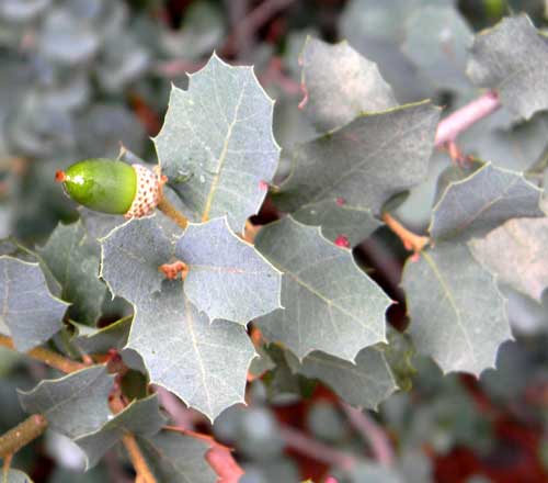 Scrub Live Oak, Quercus turbinella photo © by Michael Plagens