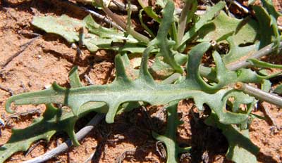 leaf of desert chicory