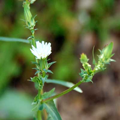 California Chicory, Rafinesquia californica photo © by Michael Plagens