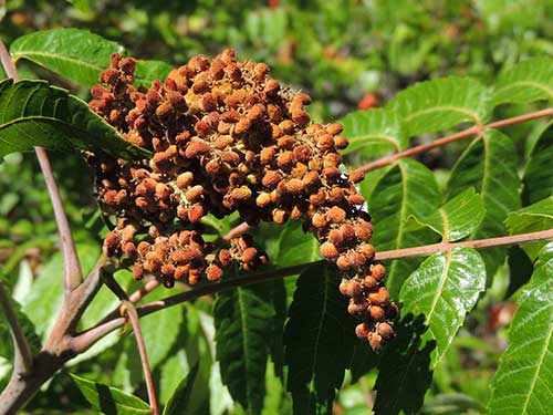Fruit of Smooth Sumac, Rhus glabra, photo © by Mike Plagens