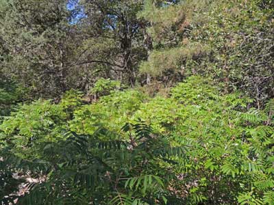 thicket forming Smooth Sumac, Rhus glabra, photo © by Mike Plagens